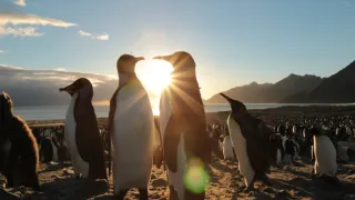 V říši tučňáků