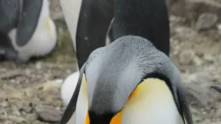 V říši tučňáků