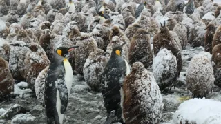 V říši tučňáků