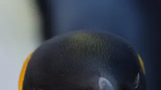 V říši tučňáků