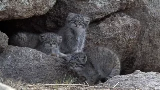 Království divočiny: Manul, Mongolsko