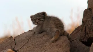 Království divočiny: Manul, Mongolsko