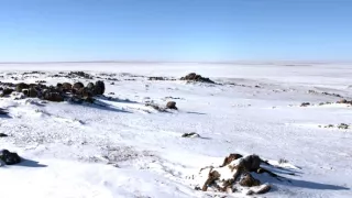 Království divočiny: Manul, Mongolsko