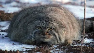 Království divočiny: Manul, Mongolsko