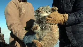 Království divočiny: Manul, Mongolsko