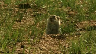 Království divočiny: Manul, Mongolsko