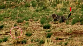 Království divočiny: Manul, Mongolsko