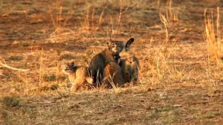 Království divočiny: Manul, Mongolsko