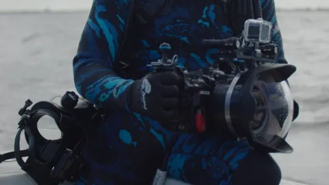 Největší žralok bělavý