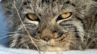 Království divočiny: Manul, Mongolsko