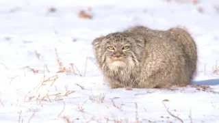 Království divočiny: Manul, Mongolsko