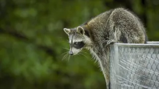Skrytá příroda Miami