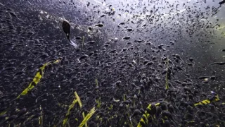 Skrytá příroda Miami