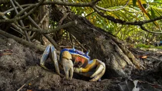 Skrytá příroda Miami