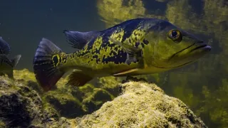 Skrytá příroda Miami