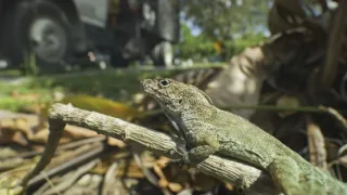 Skrytá příroda Miami