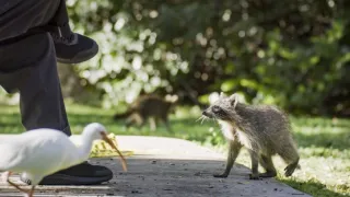 Skrytá příroda Miami