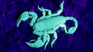 Malé ostrovy Velké Británie (4/4)