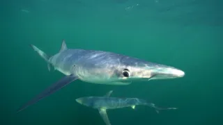 Malé ostrovy Velké Británie (4/4)