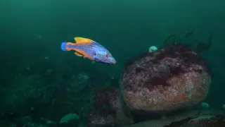 Malé ostrovy Velké Británie (4/4)