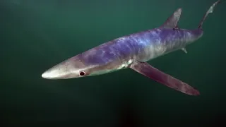 Malé ostrovy Velké Británie (4/4)