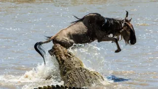 Predátor vs. kořist (6)