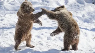 Arktická divočina v Laponsku (1/3)