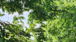 Ikony Kamila Střihavky (8/10)