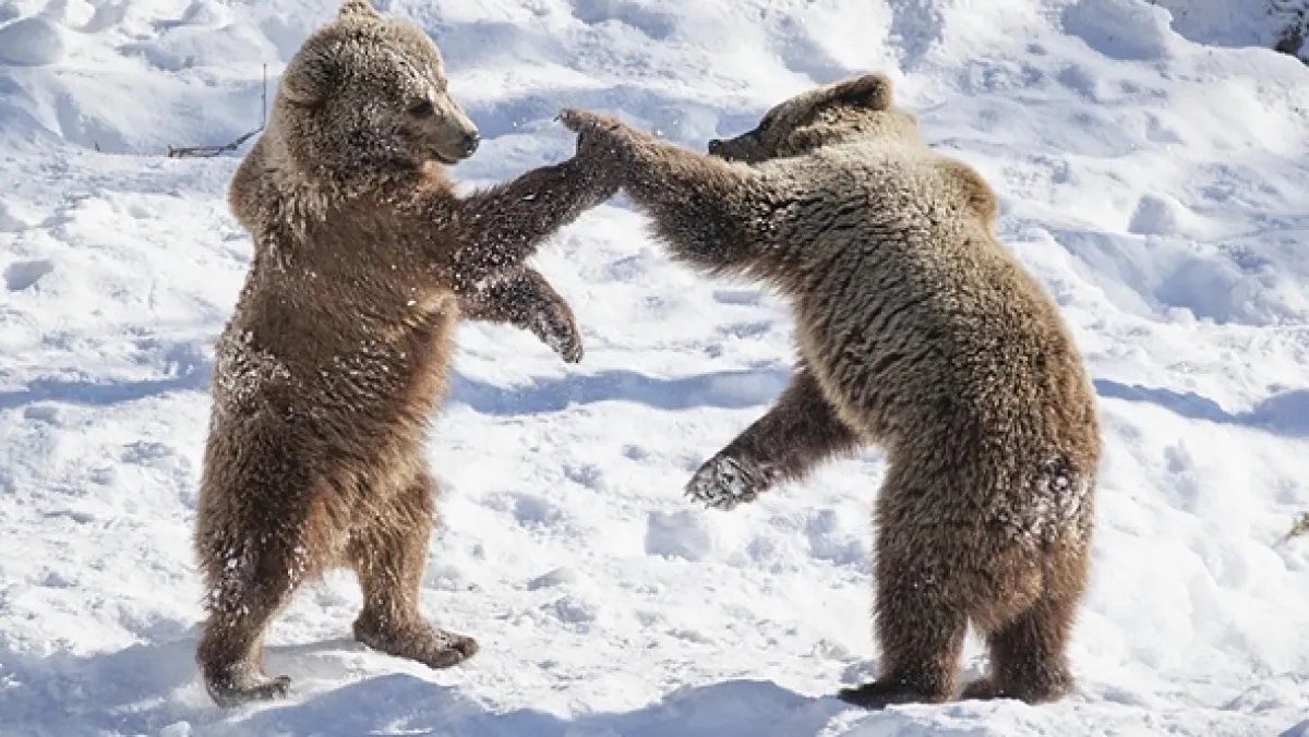 Arktická divočina v Laponsku, 2024 - fotogaléria