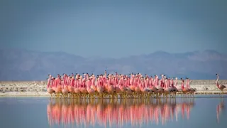 Zázračná planeta II (2)