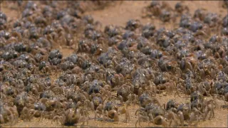 Společenství hmyzu