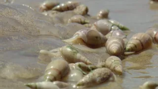 Společenství hmyzu