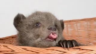 Méďové Václava Chaloupka