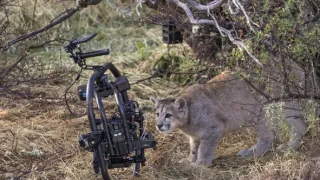 Puma - legenda z pohoří And