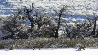 Puma - legenda z pohoří And