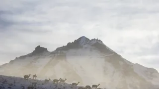 Puma - legenda z pohoří And