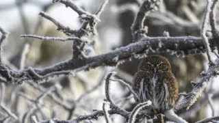 Puma - legenda z pohoří And