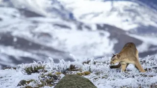 Puma - legenda z pohoří And