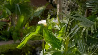 Rajské zahrady Kypru