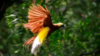 Papua-Nová Guinea, život kmenů