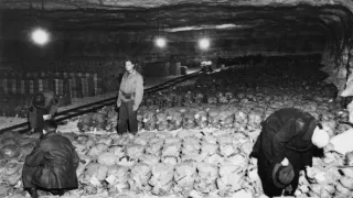 Poslední hon za zlatem nacistů (6)