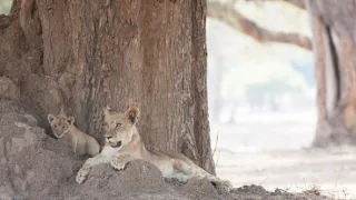 Divočina Afriky kolem řek