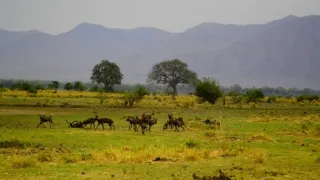 Divočina Afriky kolem řek