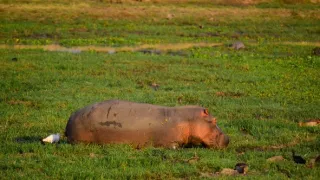 Divočina Afriky kolem řek