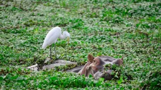 Divočina Afriky kolem řek