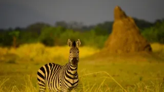 Divočina Afriky kolem řek