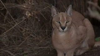 Divočina Afriky kolem řek