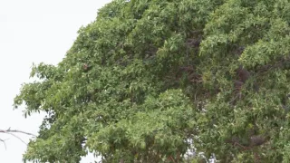 Divočina Afriky kolem řek