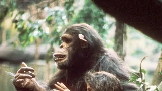 Příběh Tarzana, pána opic