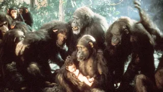 Příběh Tarzana, pána opic